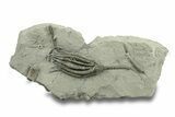 Fossil Crinoid (Scytalocrinus) - Crawfordsville, Indiana #269853-1